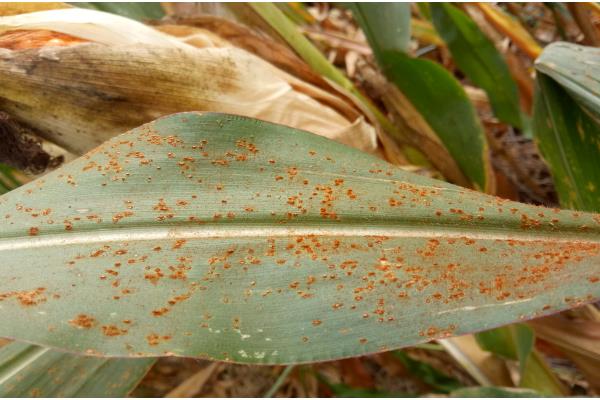 玉米锈病的防治方法，一定要适期播种