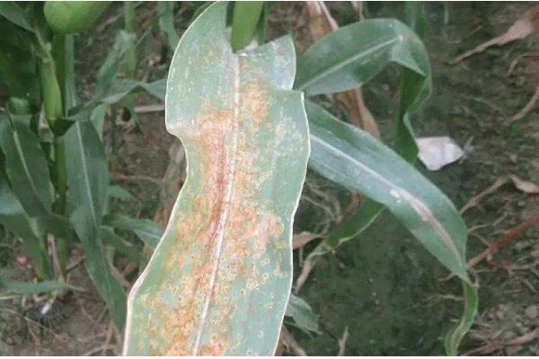 玉米锈病的防治方法，一定要适期播种