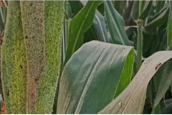 玉米锈病的防治方法，一定要适期播种