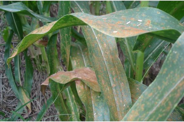 玉米锈病的防治方法，一定要适期播种