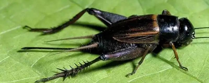 蛐蛐的寿命，一般可存活1年左右