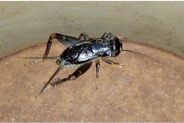 蛐蛐的寿命，一般可存活1年左右