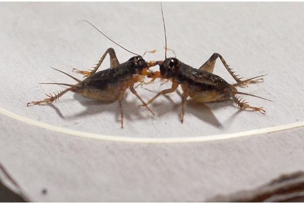 蛐蛐的寿命，一般可存活1年左右