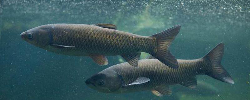 青鱼为什么会批量死亡，可能是缺氧、水温过高等因素引起