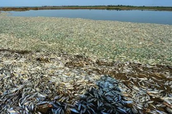 青鱼为什么会批量死亡,可能是缺氧、水温过高等因素引起