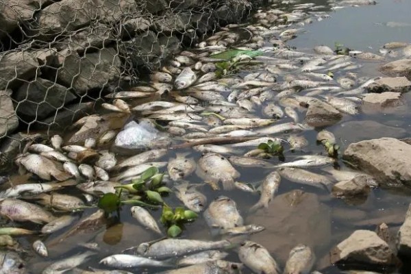 青鱼为什么会批量死亡,可能是缺氧、水温过高等因素引起