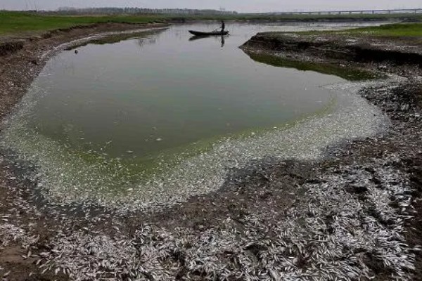 青鱼为什么会批量死亡,可能是缺氧、水温过高等因素引起