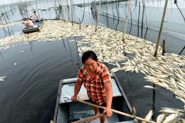 青鱼为什么会批量死亡,可能是缺氧、水温过高等因素引起