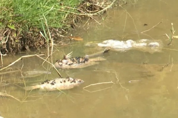 青鱼为什么会批量死亡,可能是缺氧、水温过高等因素引起