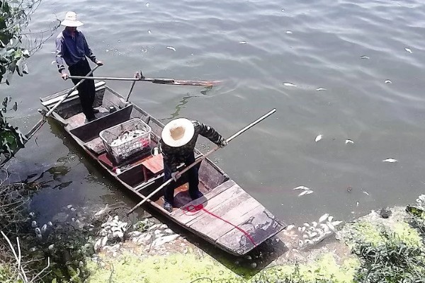 青鱼为什么会批量死亡,可能是缺氧、水温过高等因素引起