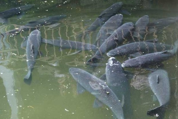 青鱼为什么会批量死亡,可能是缺氧、水温过高等因素引起