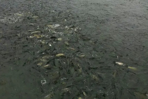 青鱼为什么会批量死亡,可能是缺氧、水温过高等因素引起