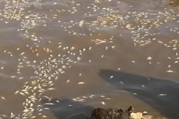 青鱼为什么会批量死亡,可能是缺氧、水温过高等因素引起