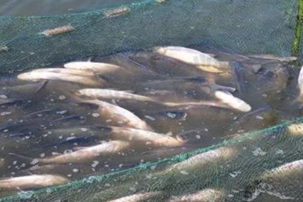 青鱼为什么会批量死亡,可能是缺氧、水温过高等因素引起