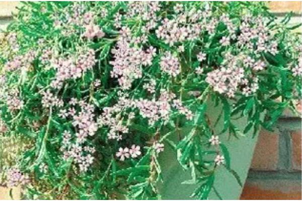 垂吊满天星如何养殖,生长过程中需要充足的水分