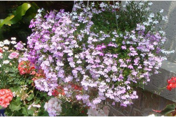 垂吊满天星如何养殖,生长过程中需要充足的水分