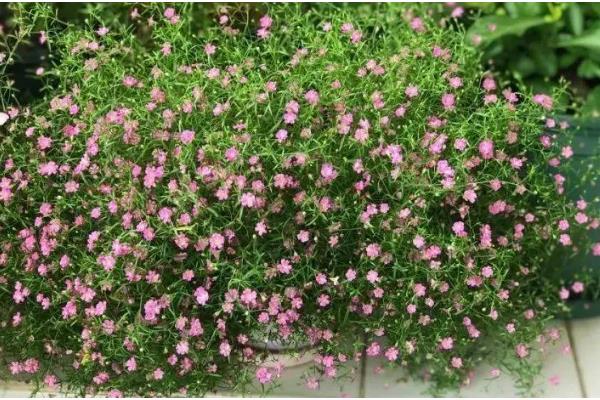 垂吊满天星如何养殖,生长过程中需要充足的水分