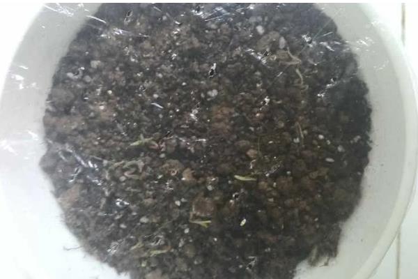 垂吊满天星如何养殖,生长过程中需要充足的水分