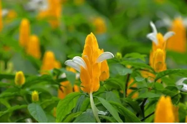 黄金塔花怎么剪枝，可以进行摘心处理