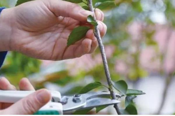 黄金塔花怎么剪枝，可以进行摘心处理