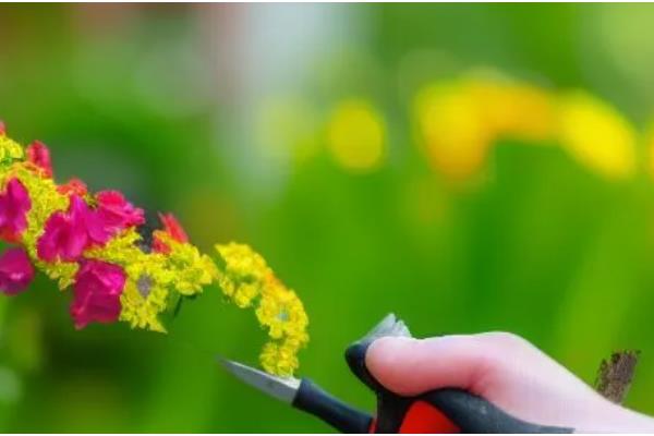 黄金塔花怎么剪枝，可以进行摘心处理