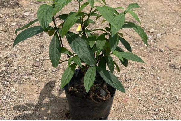 黄金塔花怎么剪枝，可以进行摘心处理