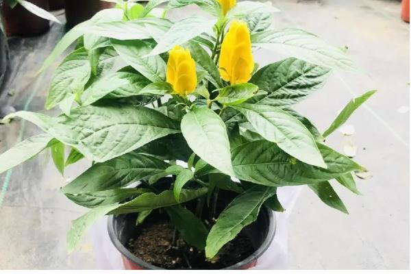 黄金塔花怎么剪枝，可以进行摘心处理