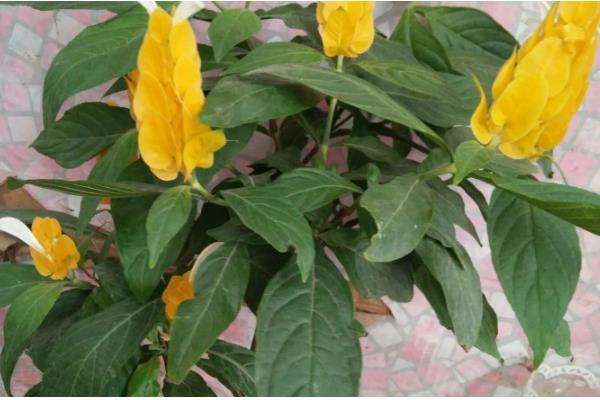 黄金塔花怎么剪枝，可以进行摘心处理