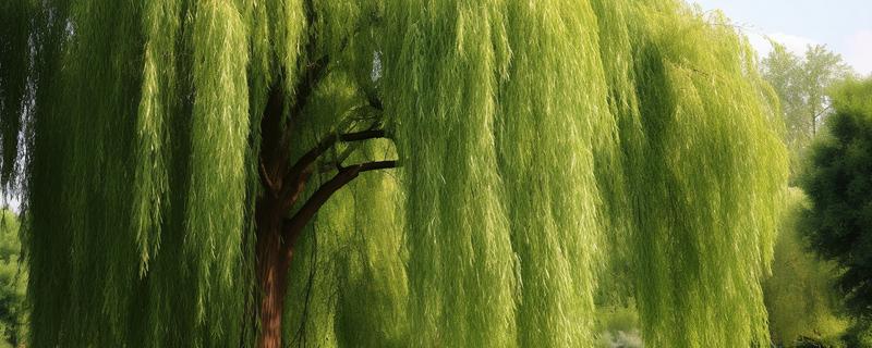 柳树的寓意，寓意伤愁、赞美等