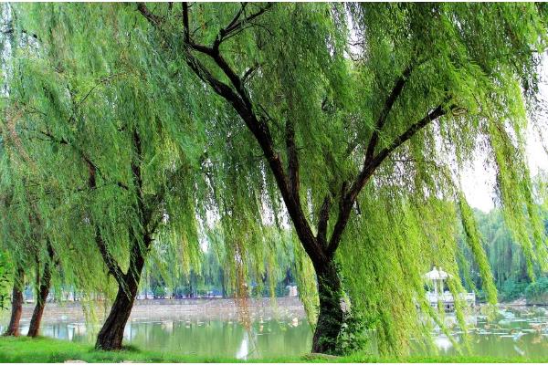 柳树的寓意，寓意伤愁、赞美等