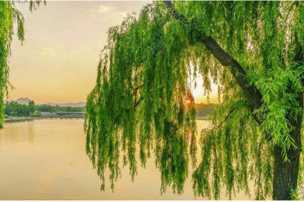 柳树的寓意，寓意伤愁、赞美等