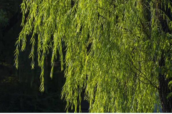 柳树的寓意，寓意伤愁、赞美等