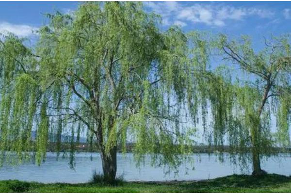 柳树的寓意，寓意伤愁、赞美等