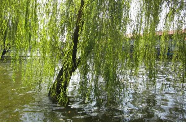 柳树的寓意，寓意伤愁、赞美等