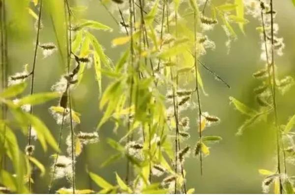 柳树的寓意，寓意伤愁、赞美等