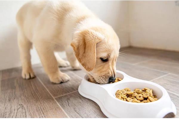 如何正确给狗狗补钙，一定要使用优质狗粮喂食
