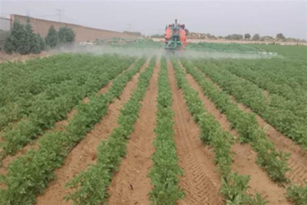 马铃薯黑胫病用哪种药,可用甲霜灵锰锌可湿性粉剂