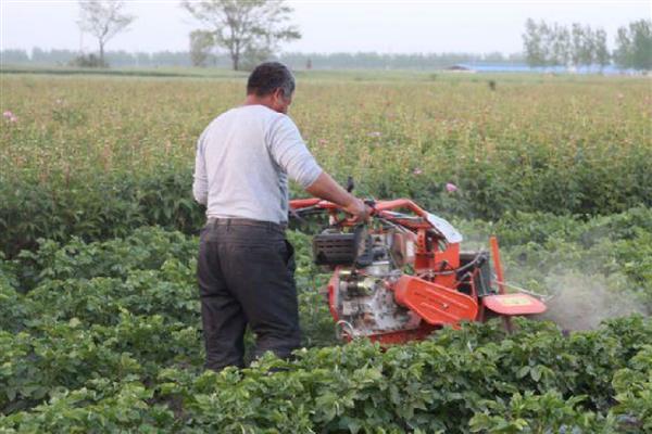马铃薯黑胫病用哪种药,可用甲霜灵锰锌可湿性粉剂