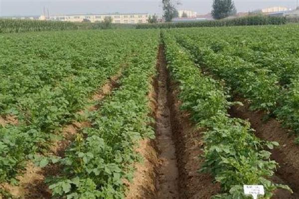 马铃薯黑胫病用哪种药,可用甲霜灵锰锌可湿性粉剂