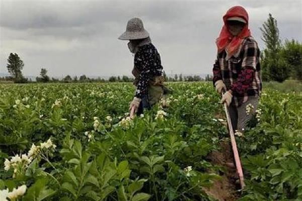 马铃薯黑胫病用哪种药,可用甲霜灵锰锌可湿性粉剂