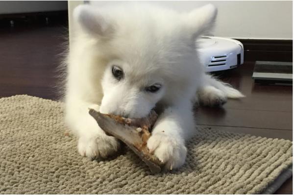 如何正确给狗狗补钙，一定要使用优质狗粮喂食