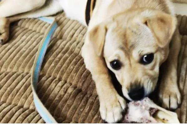 如何正确给狗狗补钙，一定要使用优质狗粮喂食