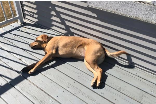如何正确给狗狗补钙，一定要使用优质狗粮喂食