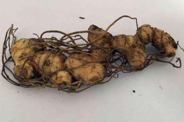 黄精的价格，一斤需要7-25元左右