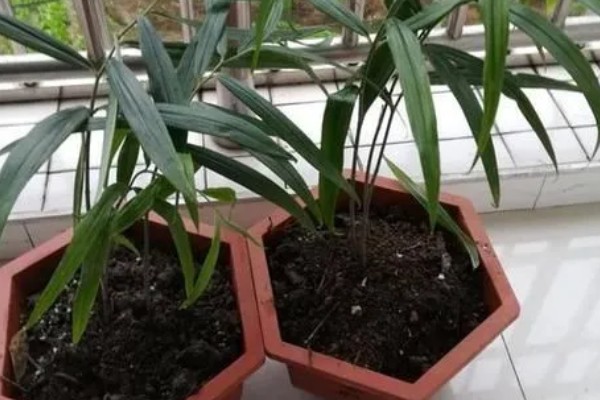 黄精的价格，一斤需要7-25元左右