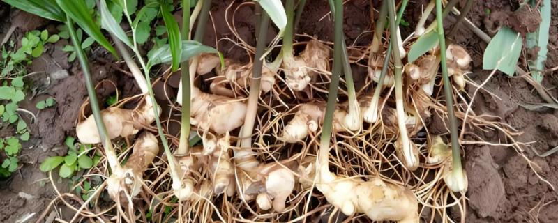 黄精的价格，一斤需要7-25元左右