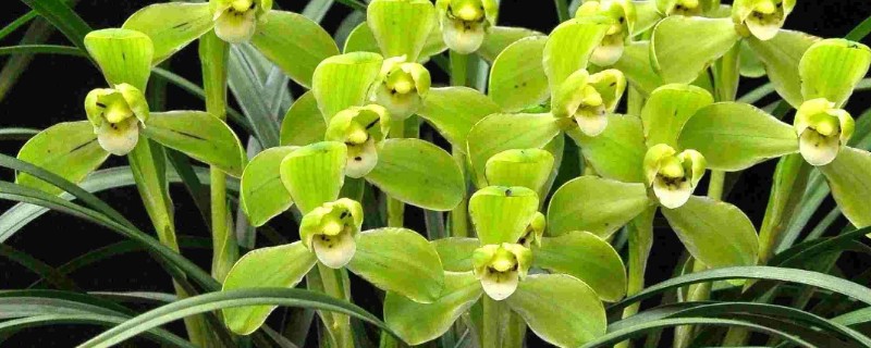 春兰有什么品种，常见的有线叶春兰、宋梅等