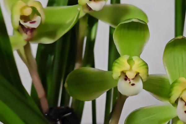 春兰有什么品种，常见的有线叶春兰、宋梅等