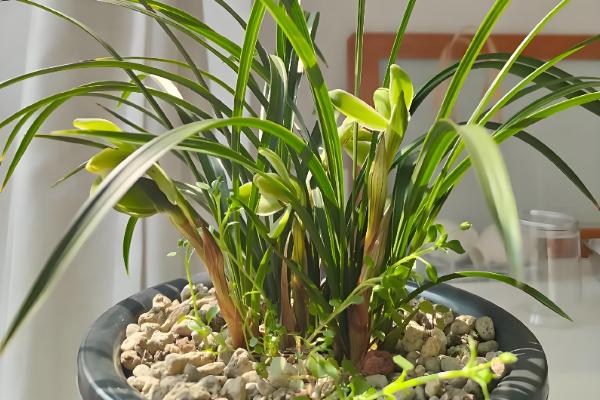 春兰有什么品种，常见的有线叶春兰、宋梅等