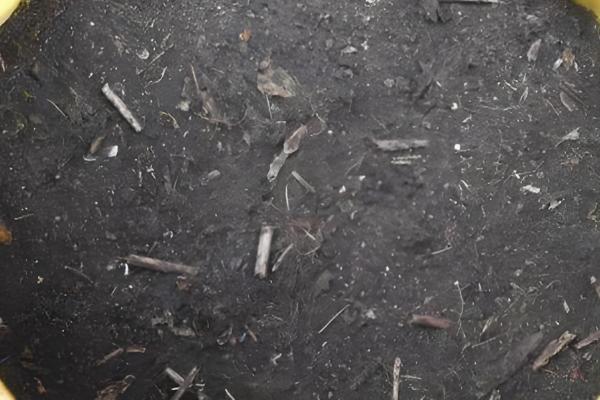 春兰有什么品种，常见的有线叶春兰、宋梅等